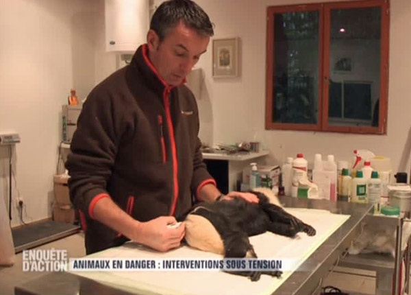 Enquête d’action : le public au chevet des animaux en danger Enquête d’action : le public au chevet des animaux en danger