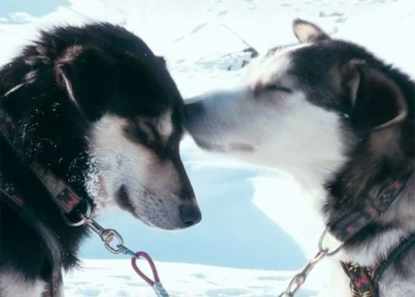 L’odyssée de Nicolas Vanier et ses chiens ne déçoit pas sur M6 L’odyssée de Nicolas Vanier et ses chiens ne déçoit pas sur M6