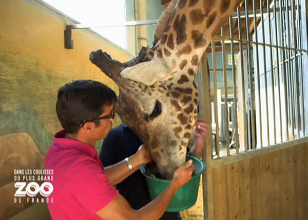Une saison au zoo : France 4 inspire TMC avec succès