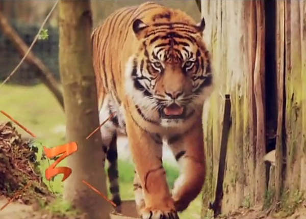 Une saison au zoo : nouveau record d’audience pour la saison 3 sur France 4 Une saison au zoo : nouveau record d’audience pour la saison 3 sur France 4