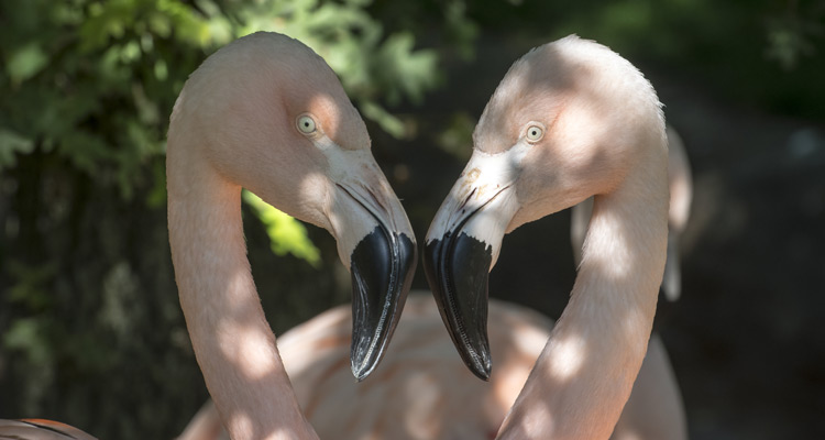 Programme TV de ce soir (mardi 28 août 2018) : Toute première fois avec Pio Marmaï et Adrianna Gradziel, Starbucks sans filtre, La 400e d’Une saison au zoo…