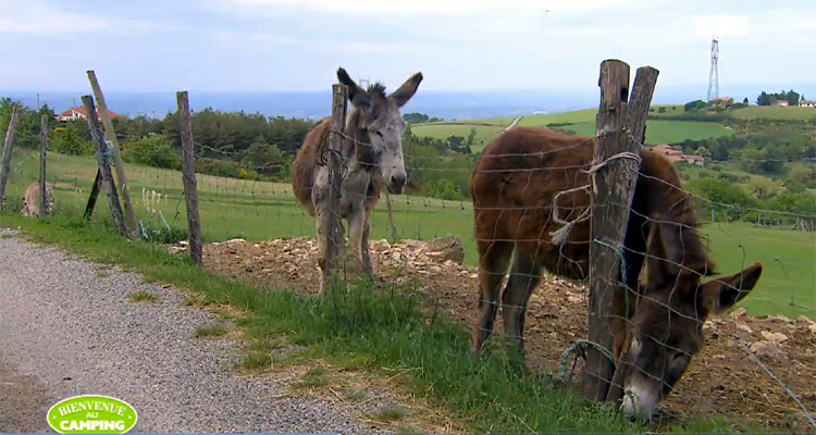 Bienvenue au camping (TF1) : Luna l’âne de Simondon, avant l’Espace nature au creux du chêne