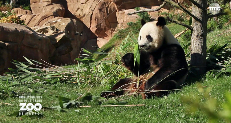 Zoo de Pal, Zoo de Beauval, Parc Astérix, Hercule Poirot... la journée à succès de TMC