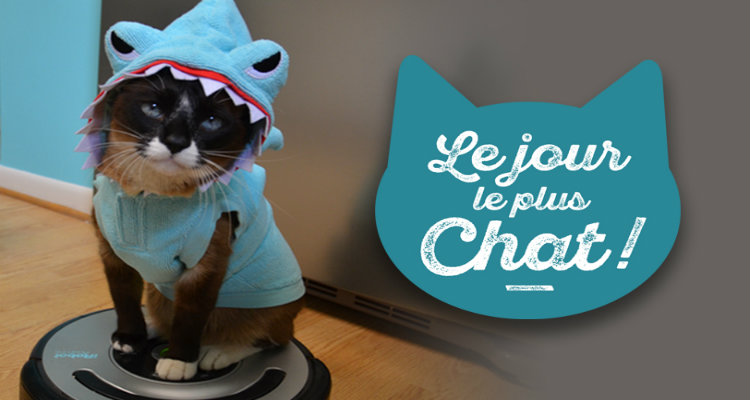 Le jour le plus chat : 6ter met le chat à l’honneur avec Catwoman et un bêtisier Lolcats