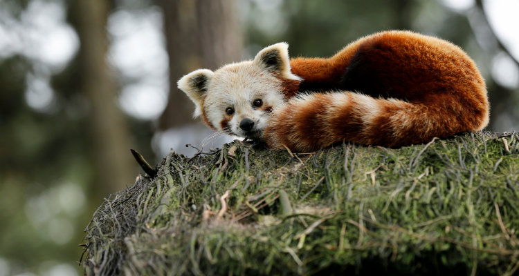 Une saison au zoo : la saison 6 avec Tessa, Priscilia, Tanguy et deux bébés pandas roux