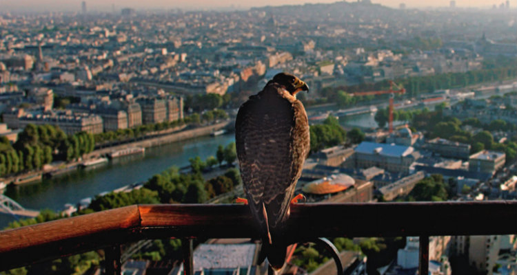 La plus belle ville du monde : Paris vue par 3000 espèces sauvages sur M6
