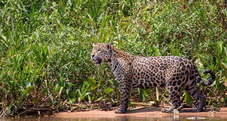 Planète animale : Une plongée au plus près des animaux sauvages avant Terra