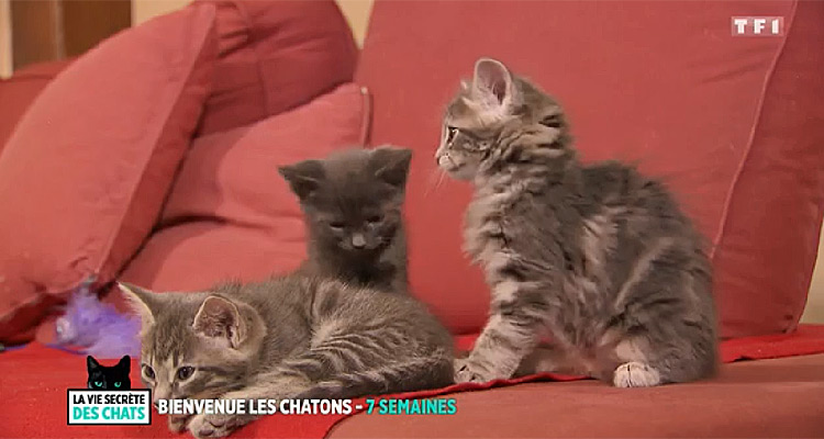 La vie secrète des chats : Valérie Damidot et ses chatons confrontés à L’héritage de Diana